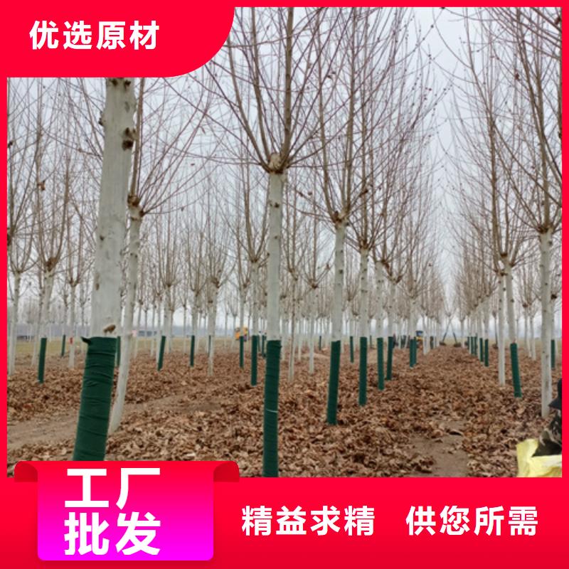 造型法桐厂家供应批发
