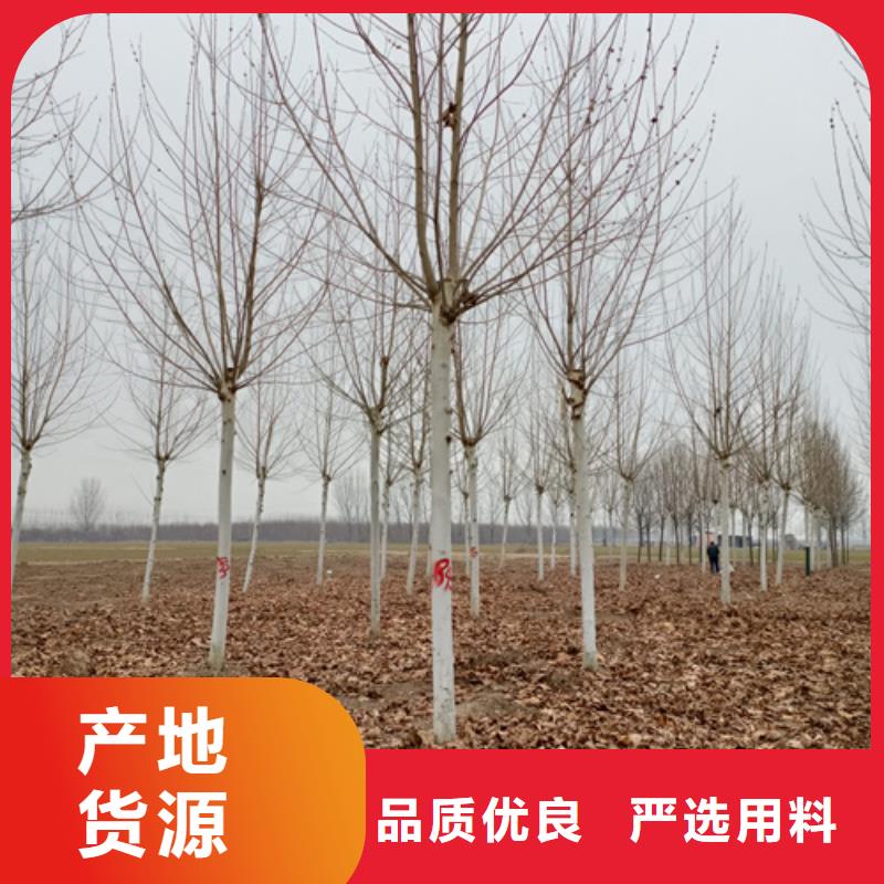 速生法桐送货上门