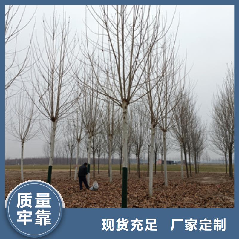 法桐行情定制