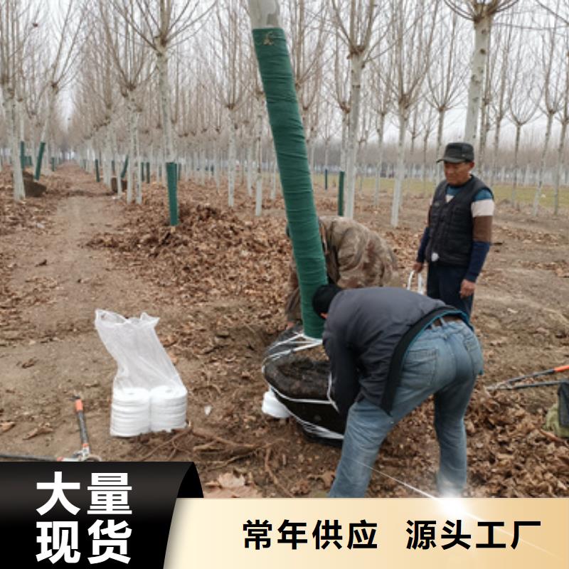 造型法桐厂家供应批发