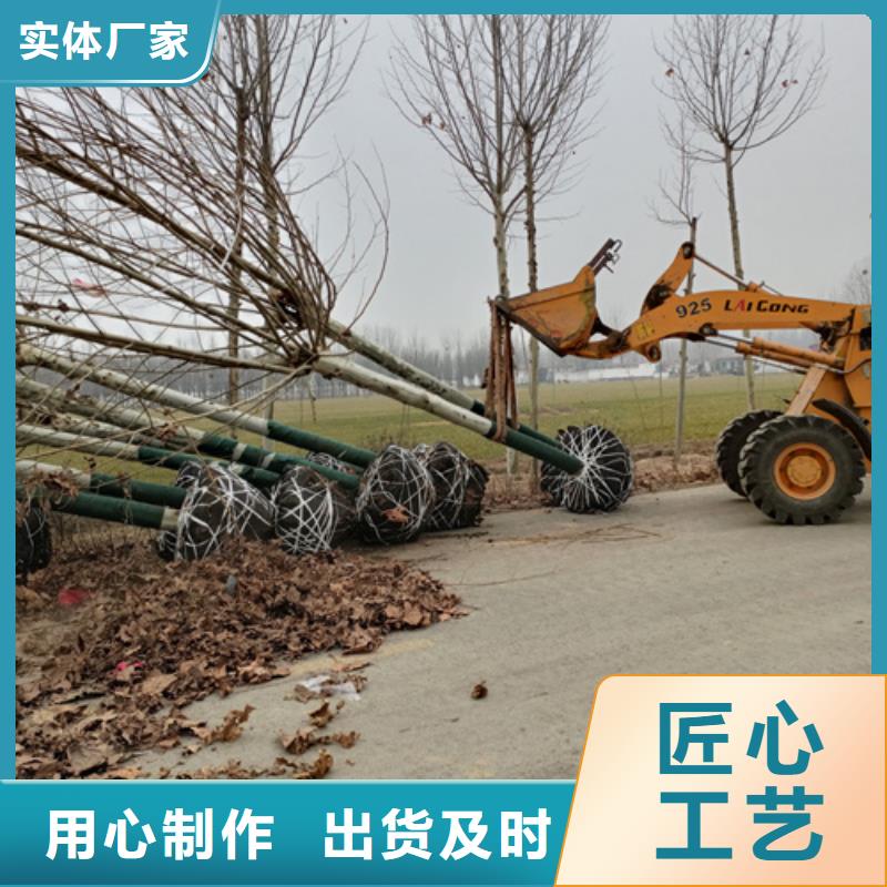 法桐小苗厂家规格齐全