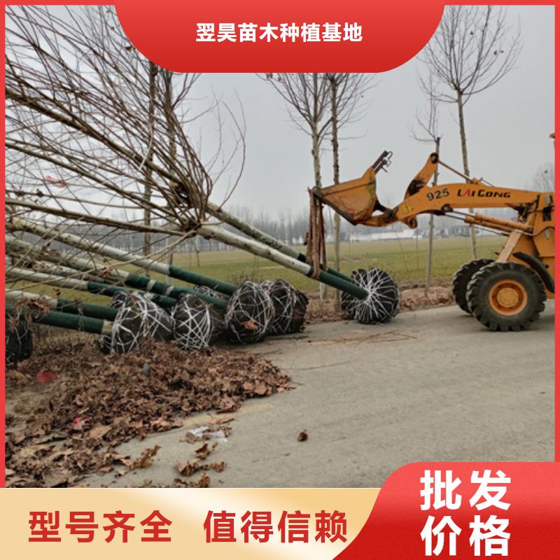 法桐小苗规格齐全绿化乔木