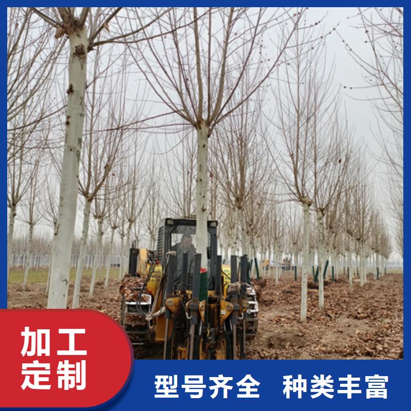法桐中心