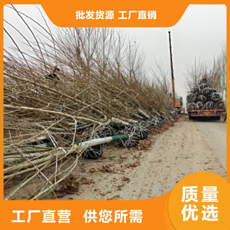 法桐价格现货供应苗木基地