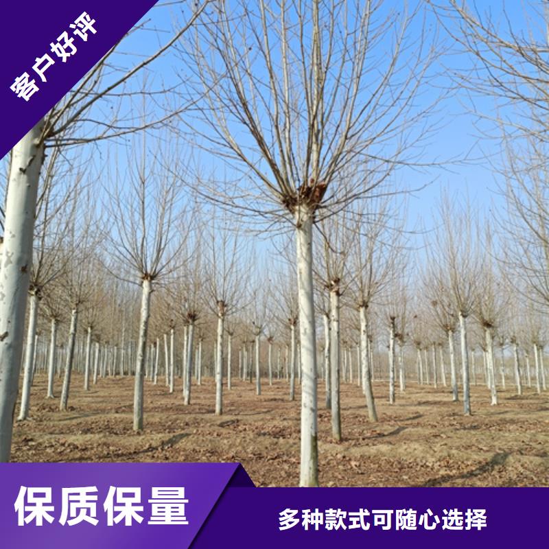 造型法桐源头厂家价格优惠