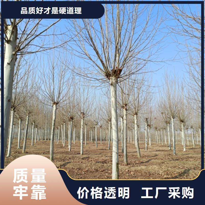 法桐金叶槐价格实惠