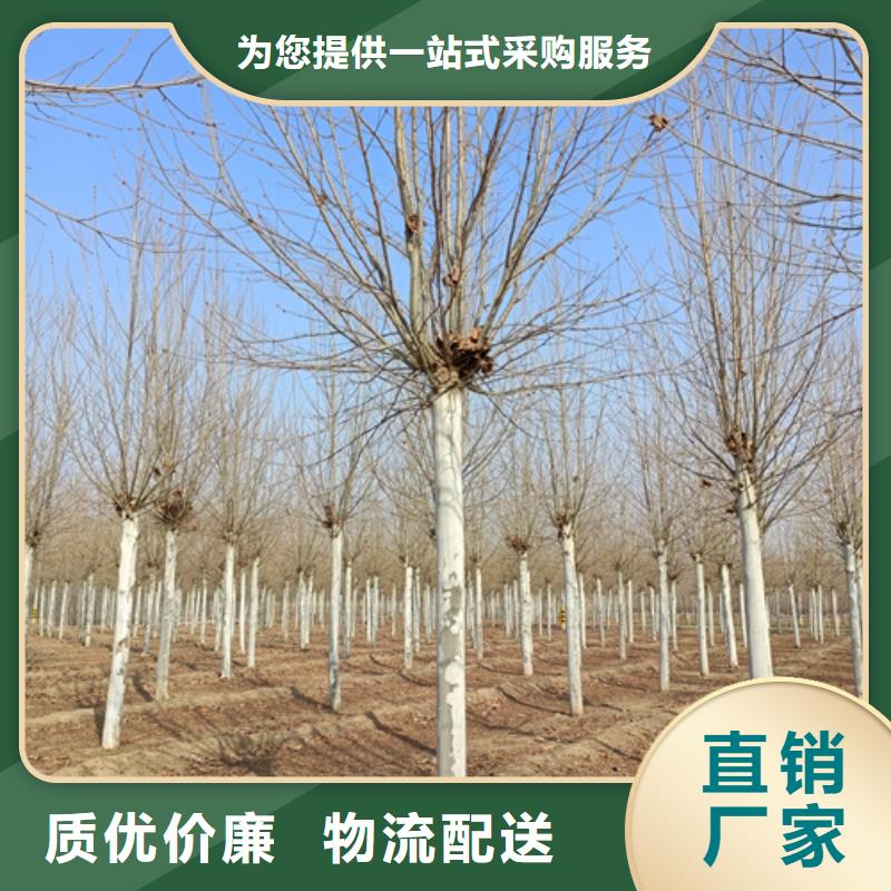 法桐放心选择绿化乔木