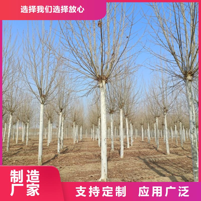 法桐【金叶白蜡】质量优选