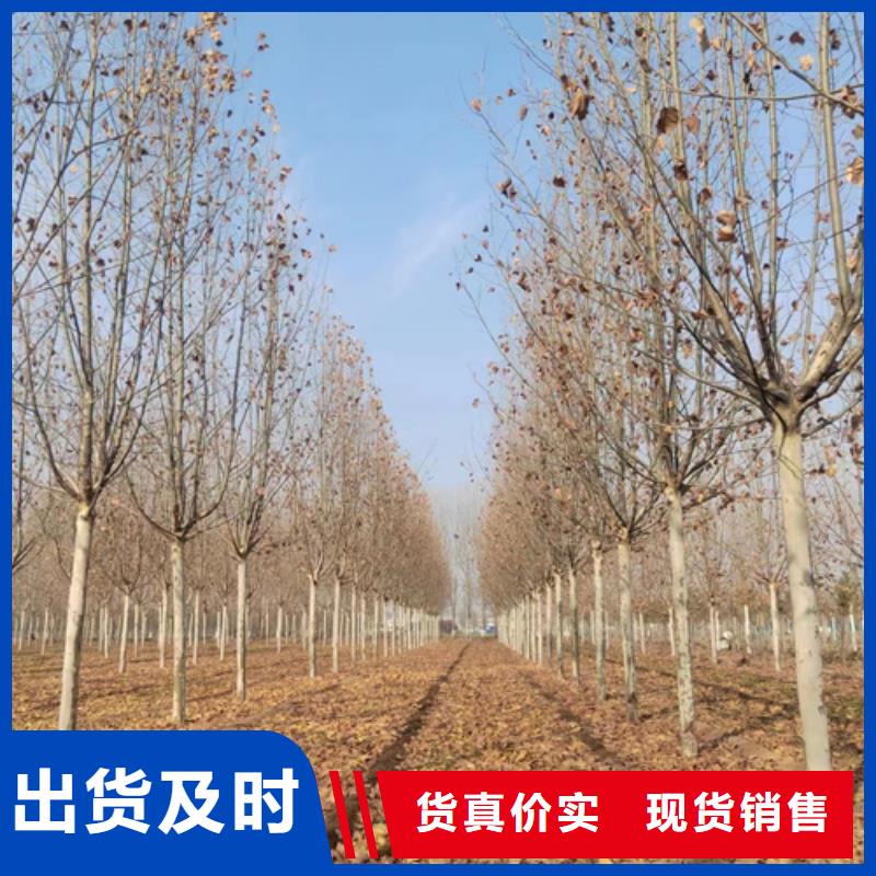 法桐当天发货