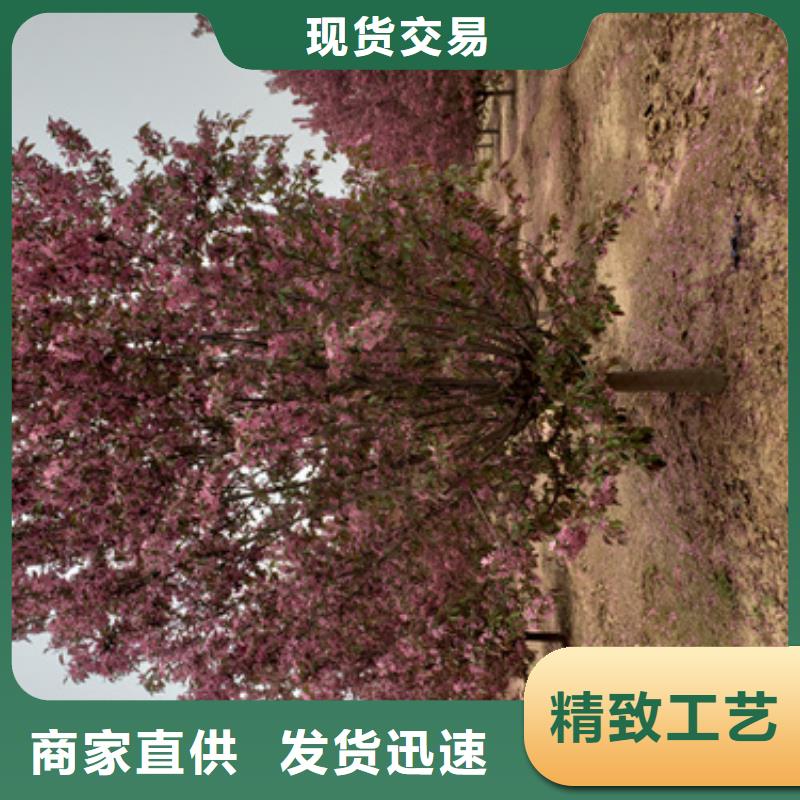 法桐【北京栾】用心细节