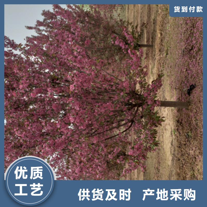 造型法桐质量放心绿化乔木