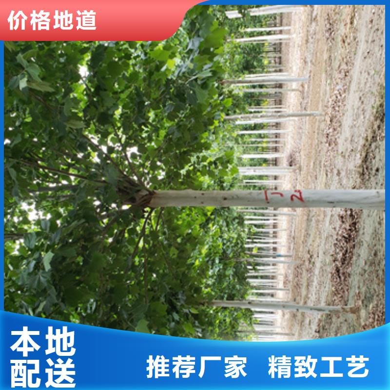 法桐质量放心绿化乔木