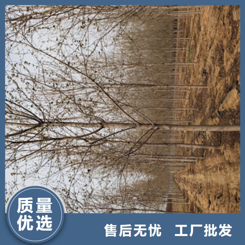 法桐质量放心绿化乔木