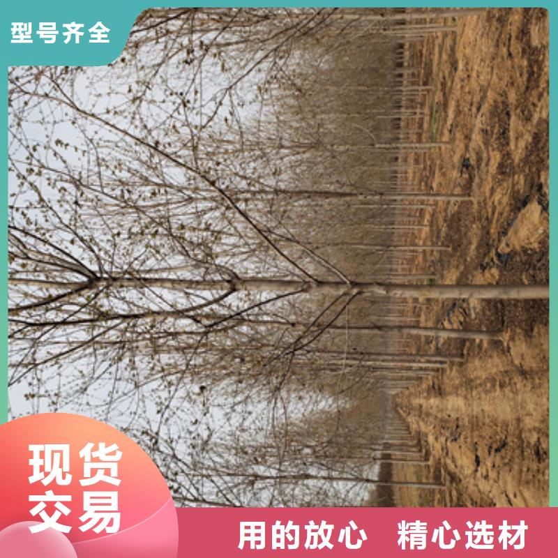 批发法桐的销售厂家