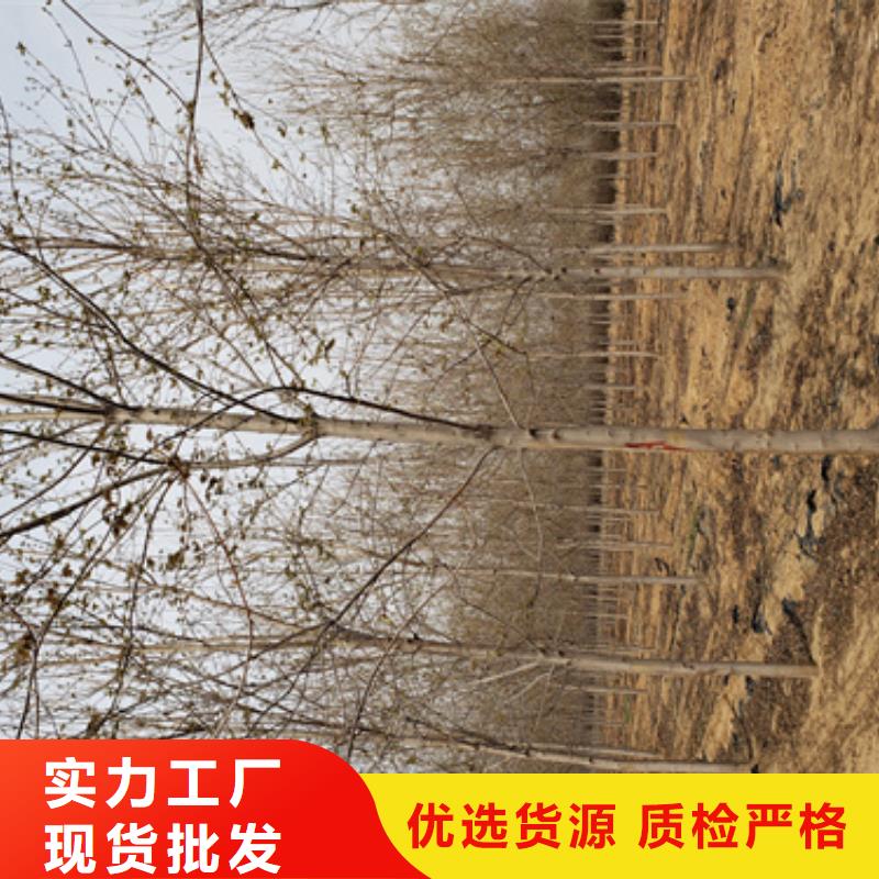 法桐小苗质量放心苗木基地