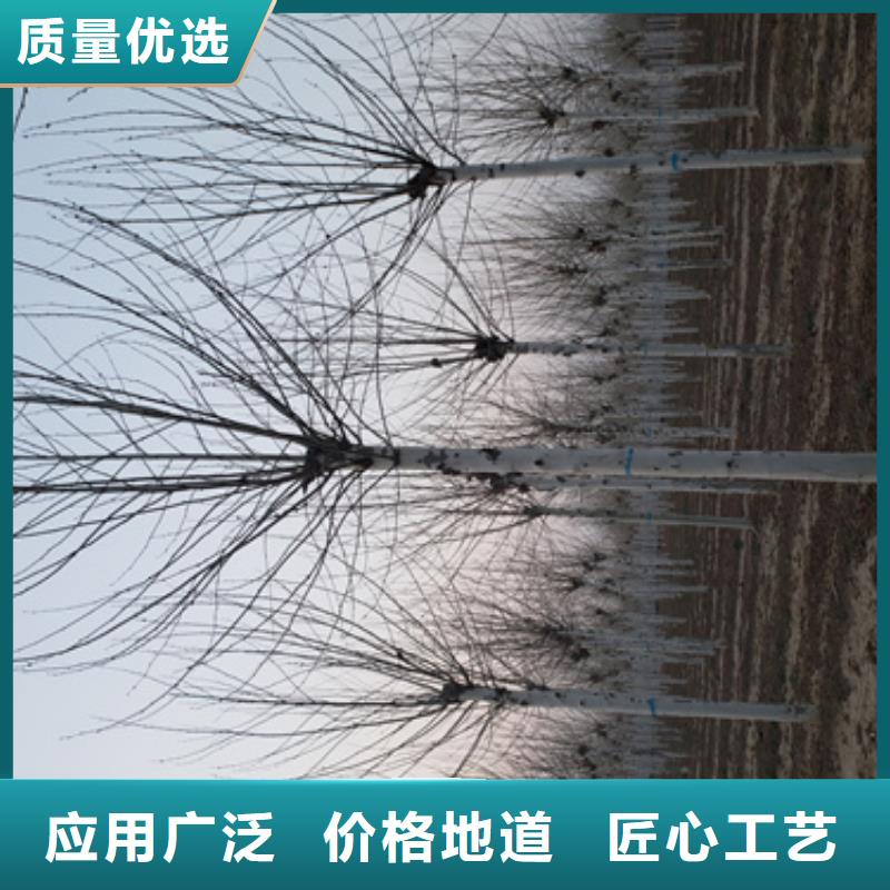 法桐【北京栾】用心细节
