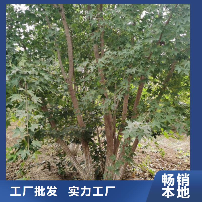 速生法桐-高标准高质量