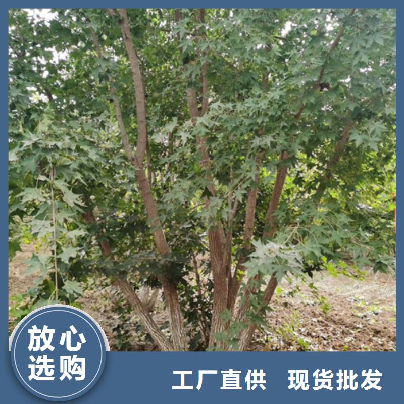 造型法桐-值得购买