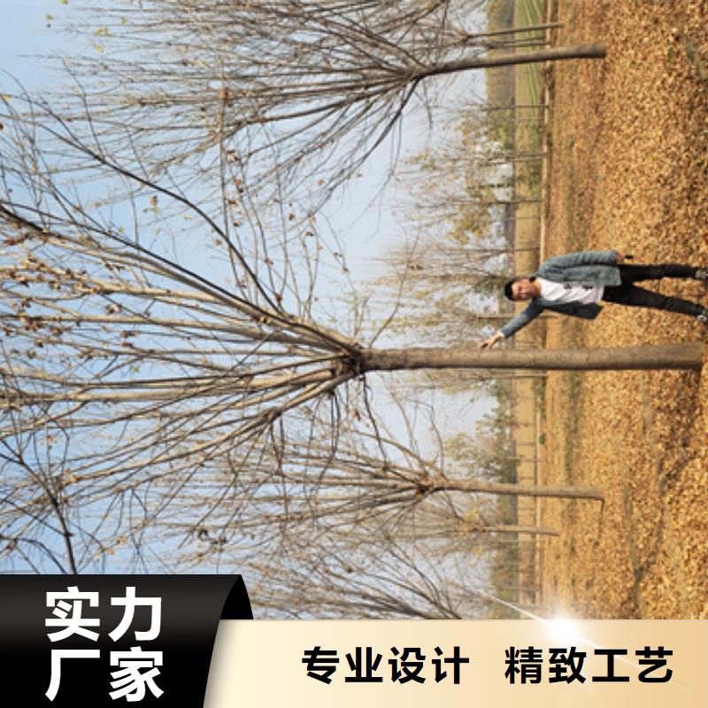 法桐大量现货