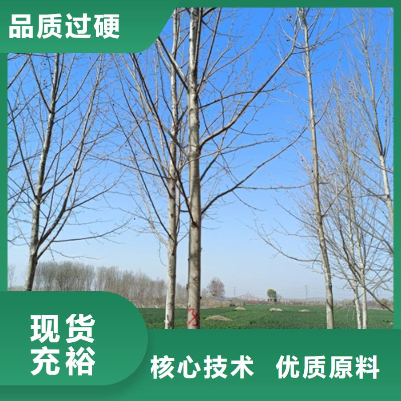 速生法桐批发零售-定做