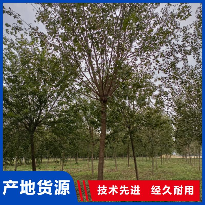 速生法桐批发零售-定做