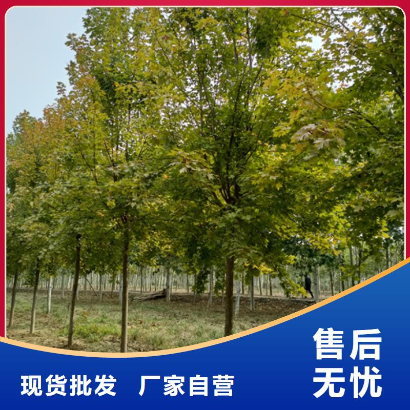价格实惠的速生法桐生产厂家