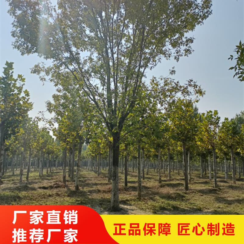 法桐价格现货供应苗木基地