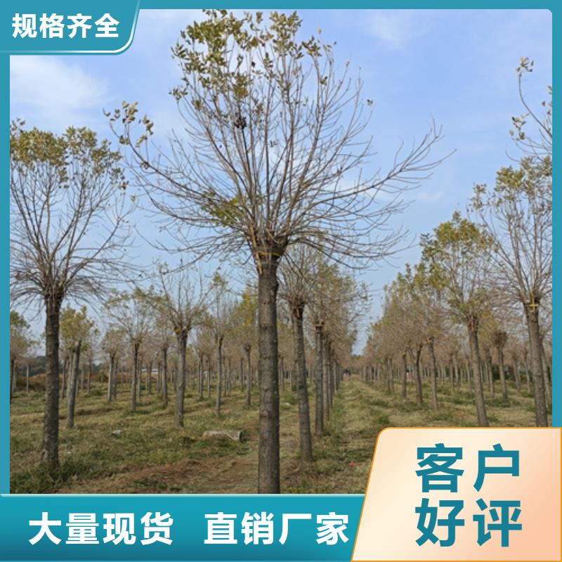 法桐小苗种类