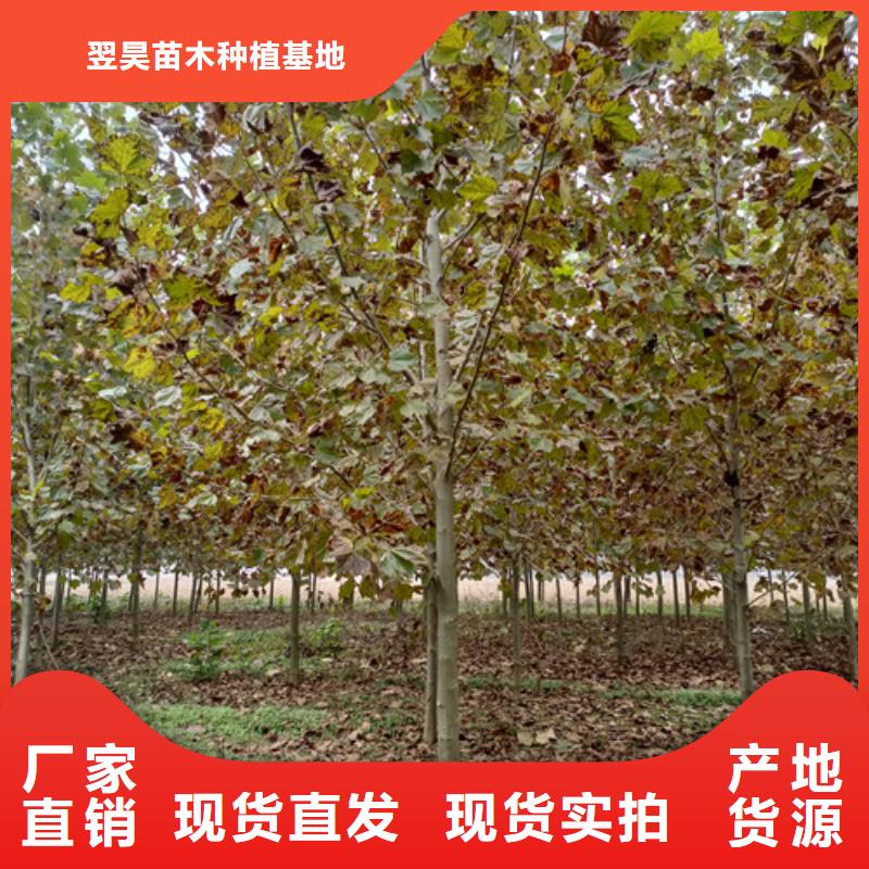 法桐_【美国红枫】质量层层把关