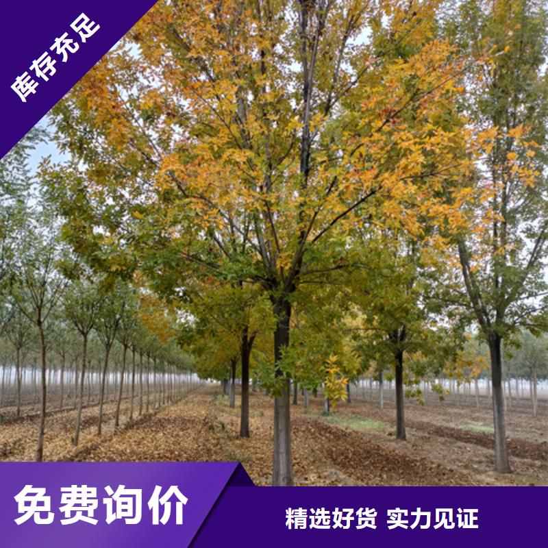 法桐小苗种类