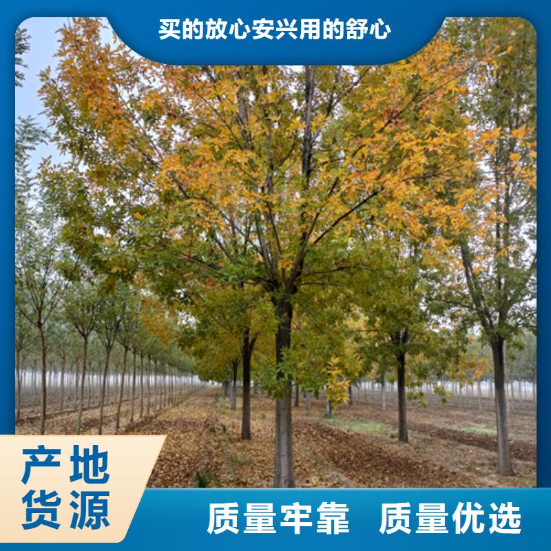 法桐放心选择绿化乔木