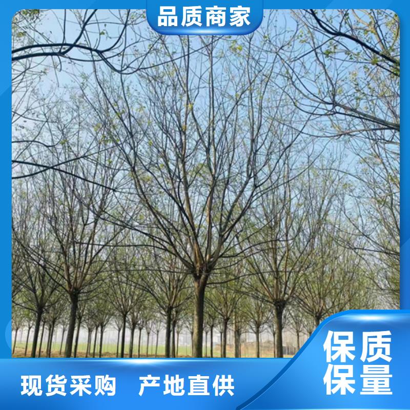速生法桐品质优良