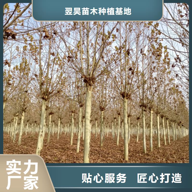 法桐来图定制