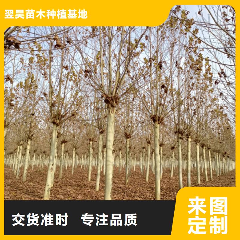法桐小苗欢迎下单