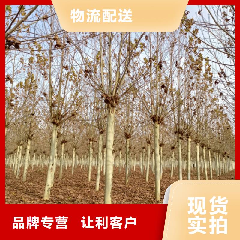 法桐金叶槐价格实惠