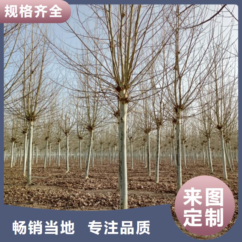 法桐小苗规格齐全绿化乔木