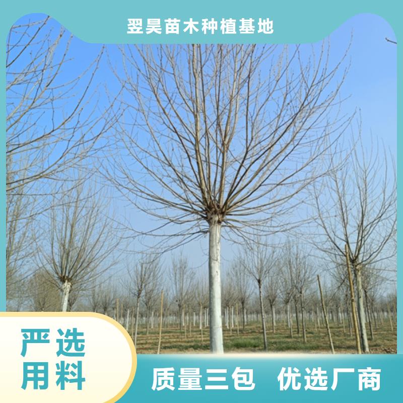 法桐小苗厂家可开票