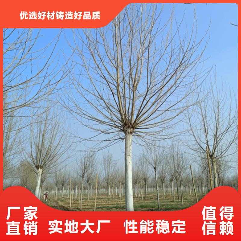 法桐原生冠法桐源头把关放心选购