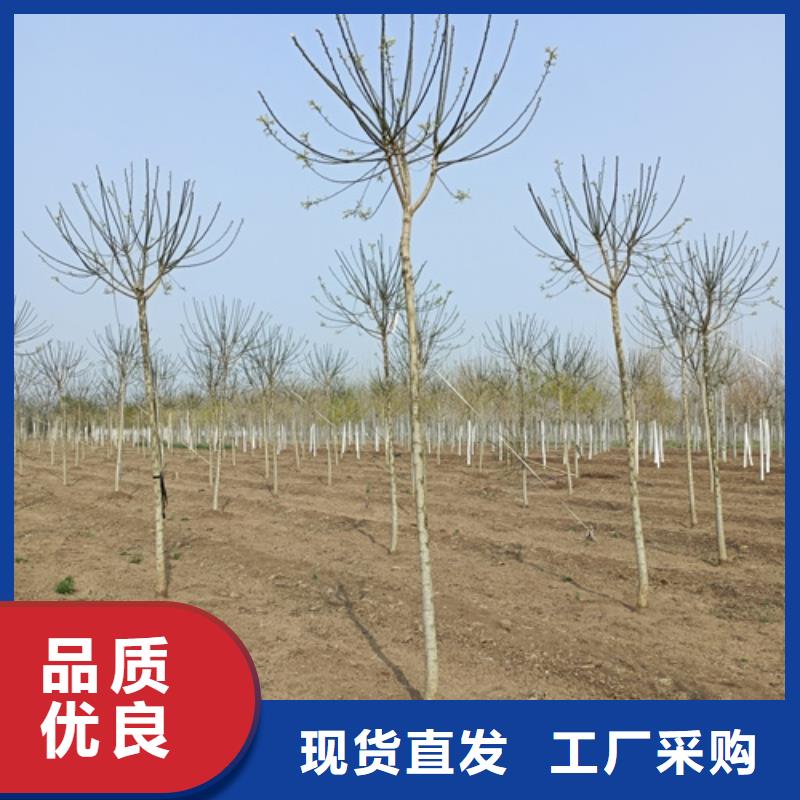 法桐质量放心绿化乔木