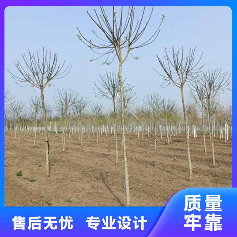 价格实惠的速生法桐生产厂家
