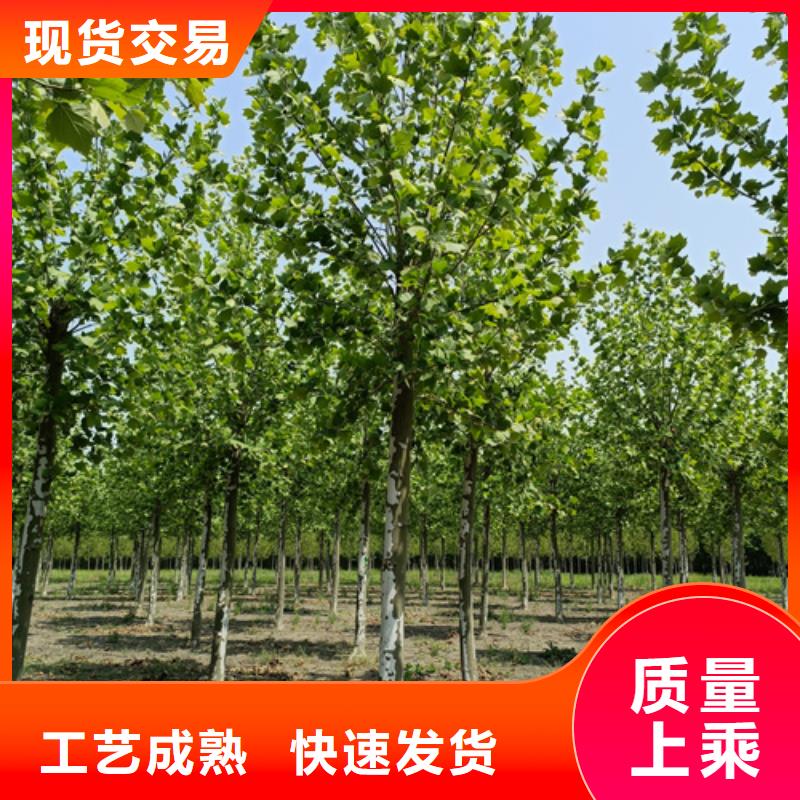 法桐小苗产品案例