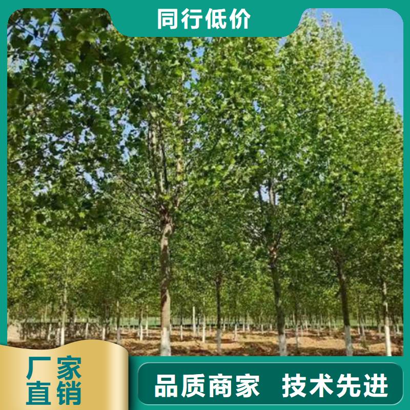 造型法桐厂家供应批发