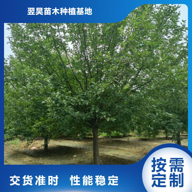 法桐小苗厂家可开票