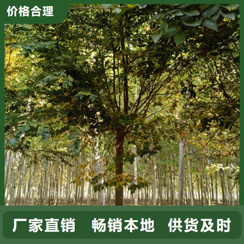 采购法桐必看-可信赖