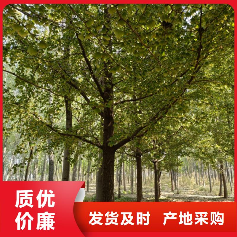 造型法桐厂家信誉好