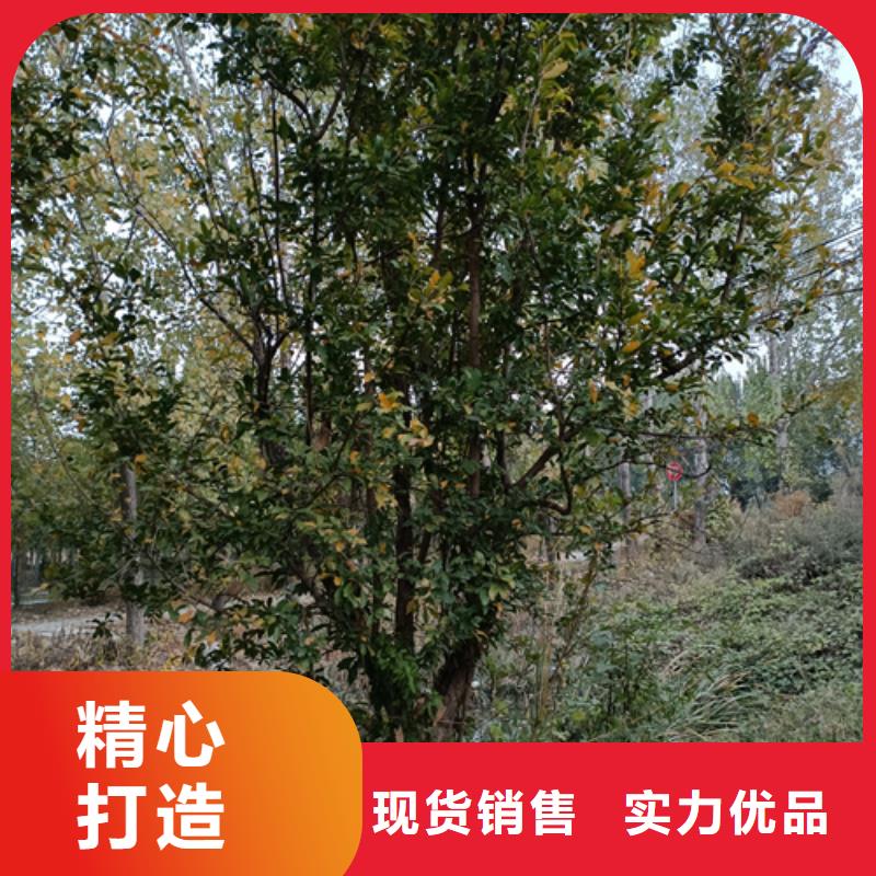 造型法桐质保一年