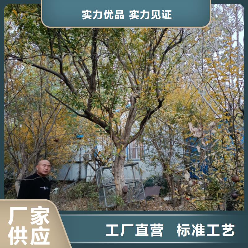 法桐放心选择绿化乔木