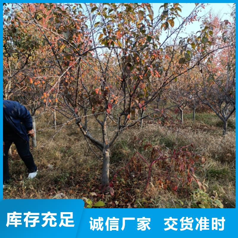 采购法桐必看-可信赖