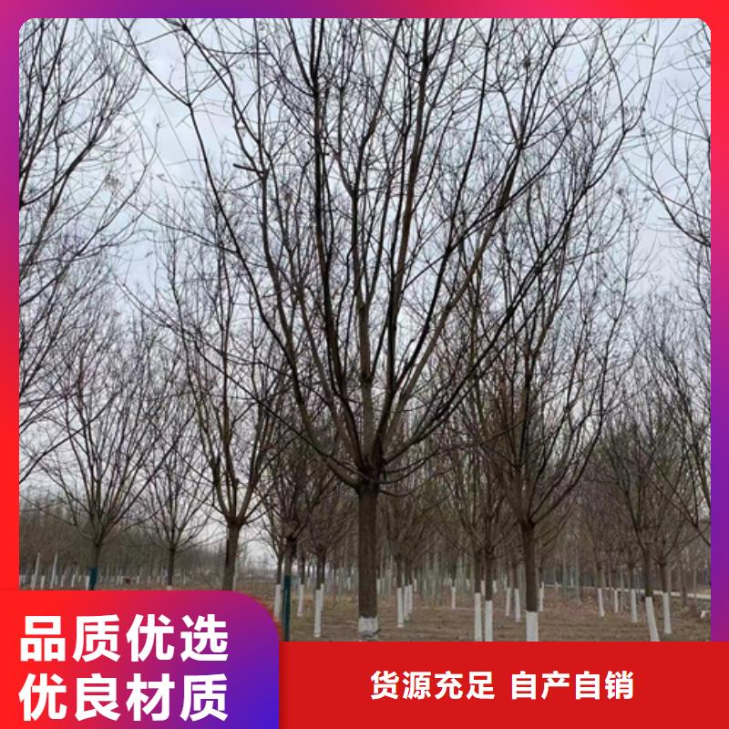 法桐小苗厂家，放心之选