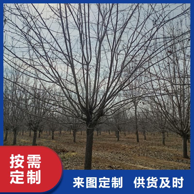 法桐小苗欢迎下单